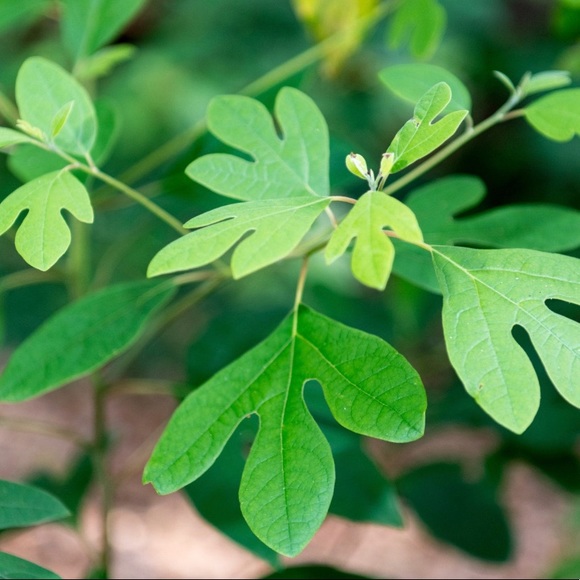 Meet your Posher, Aubrey - Picture 1 of 1